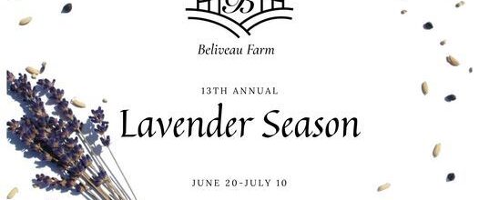 Lavender Season at Beliveau