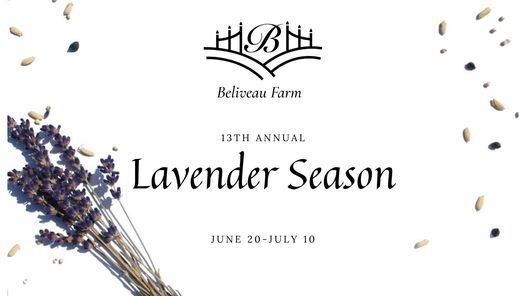 Lavender Season at Beliveau